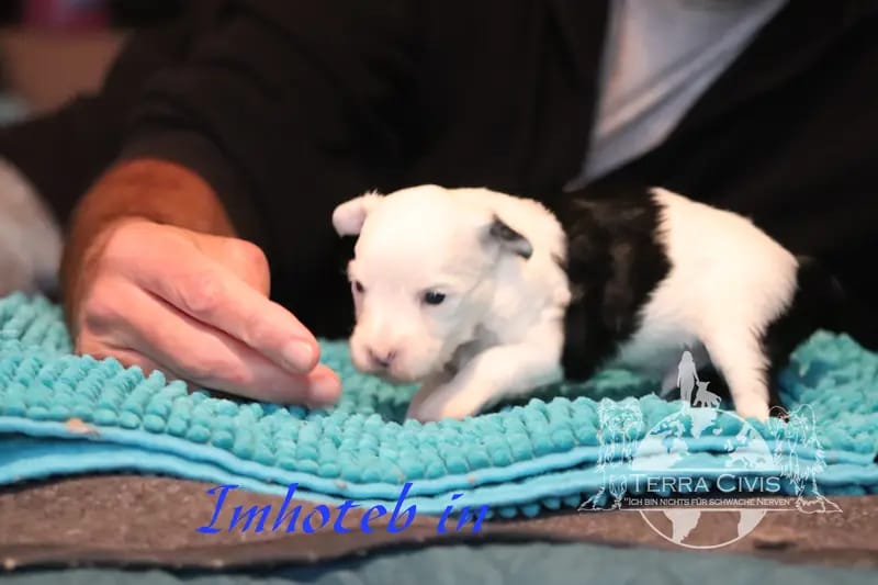 Inhoteb – Chinese Crested Dog Welpe – Bild 3