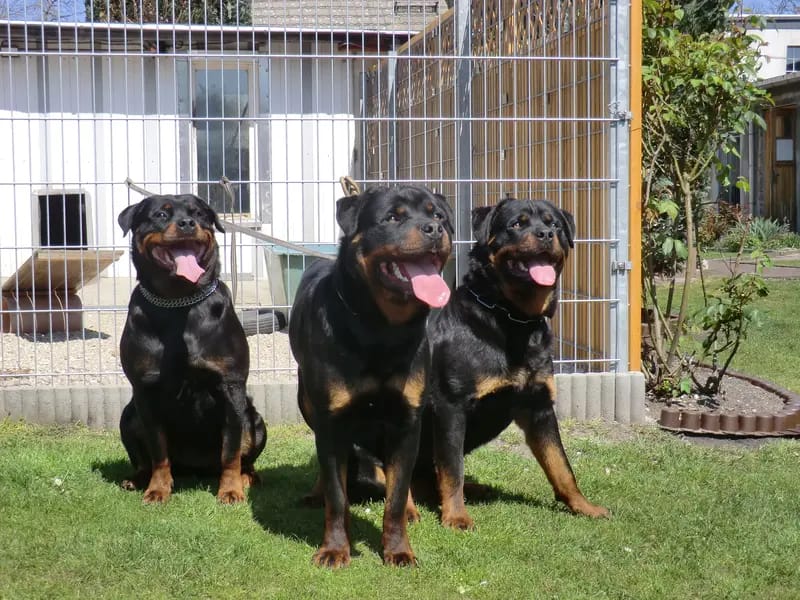 private Hundezucht und Ausbildung von Rottweiler gallery image 3