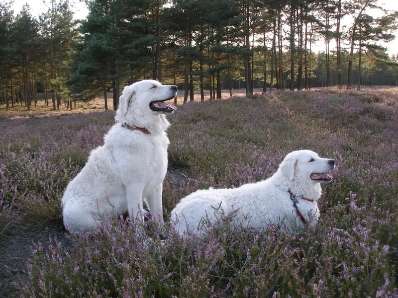 Wigdalir Kuvasz Zucht nur mit Ungarischen Linien gallery image 2