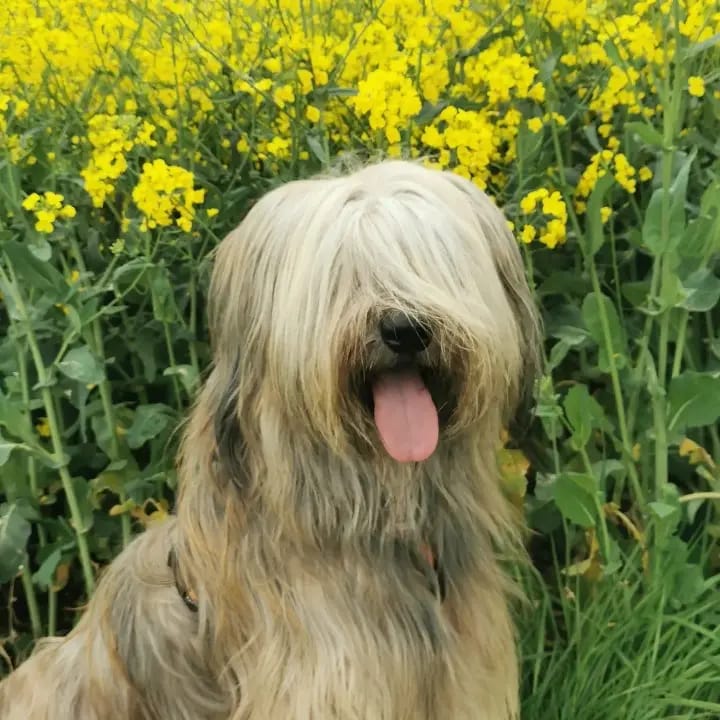 Trixie vom Wäller aus der Obergrafschaft gallery image 3