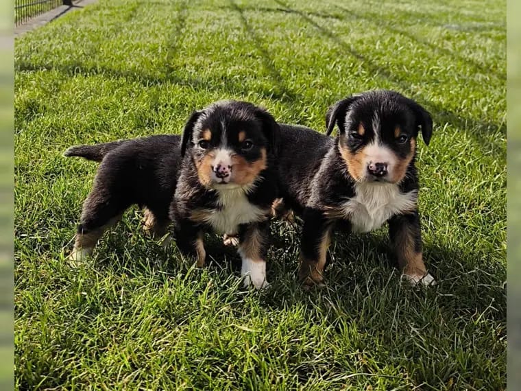 Entlebucher Appenzeller Sennenhund Welpen ( Swissydog ) gallery image 2