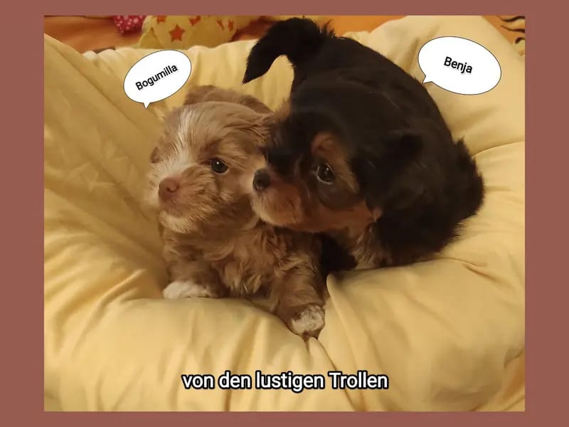 Bolonka von den lustigen Trollen gallery image 2