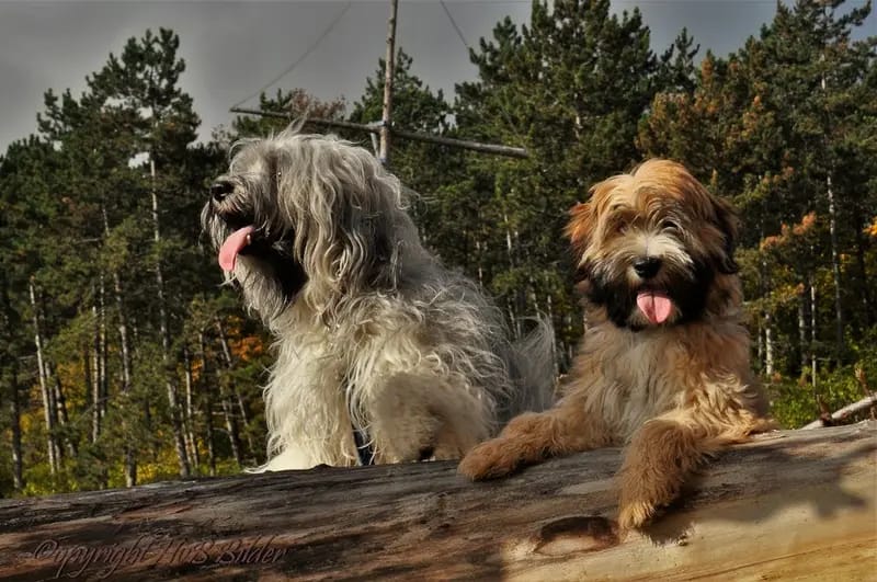 "Tingsha" Tibet Terrier von Unterfranken gallery image 2