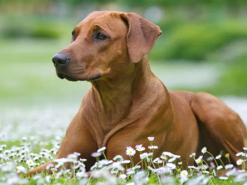 Rhodesian Ridgeback – hunderace
