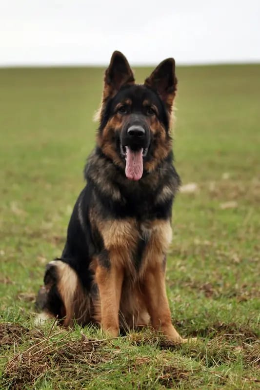 Altdeutsche Schäferhunde von Spirit of Damon gallery image 3