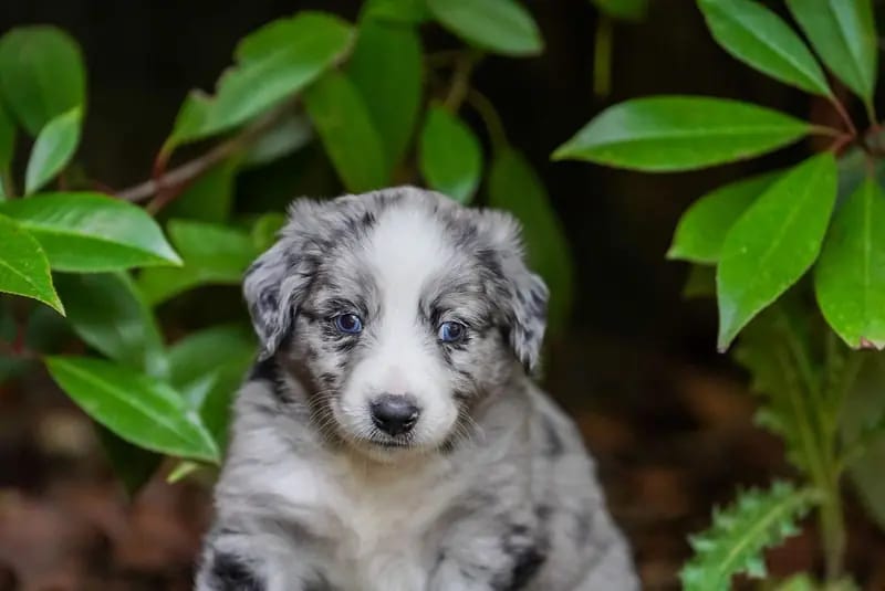 Unsere kleinen Mini Australian Shepherd Herzensbrecher suchen noch ihr perfektes Zuhause gallery image 3