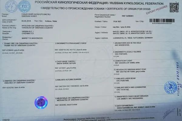 Yaroslav of Siberian Country gallery image 3
