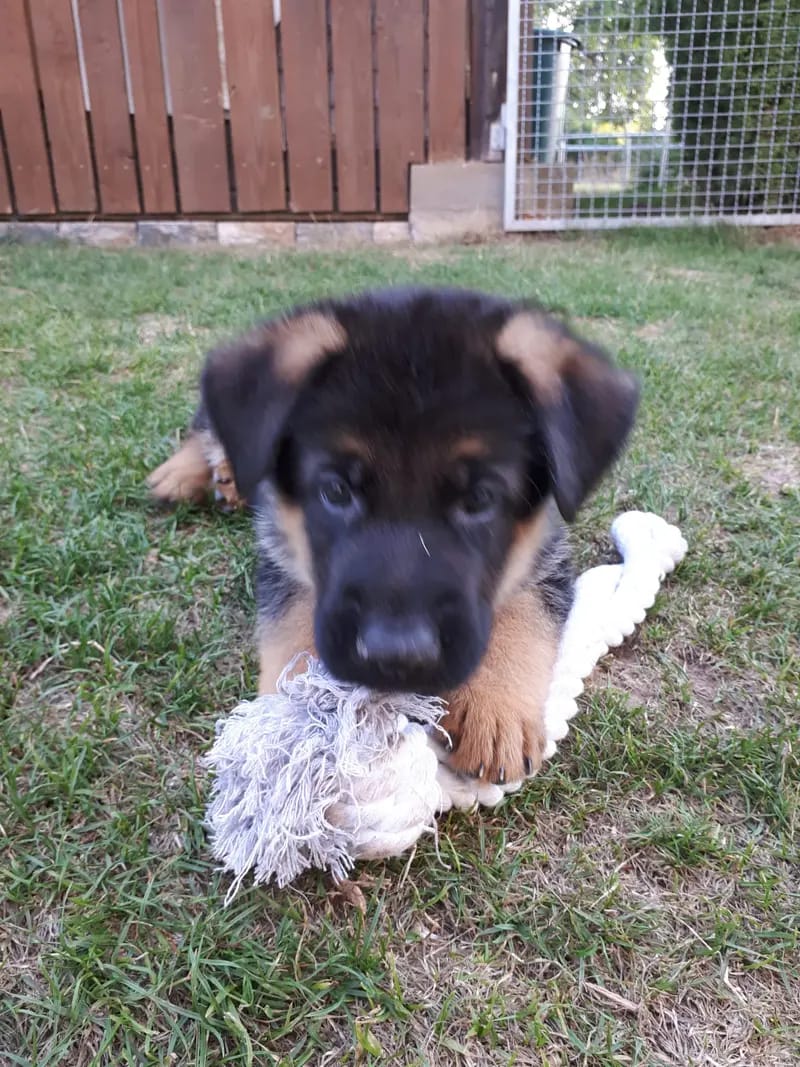 Zuchtstätte Deutscher Schäferhunde "vom Arkanum" gallery image 4