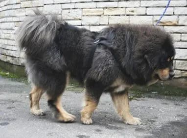 Dogue du Tibet – race de chien