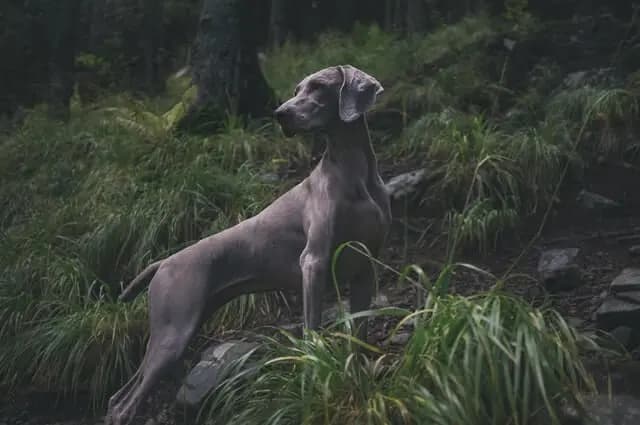 Weimaraner – hunderace