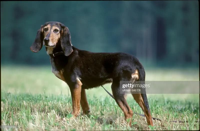 Jura Niederlaufhund – hunderace
