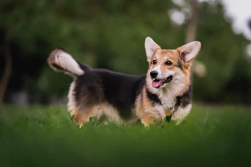 Welsh Corgi Pembroke – hunderace