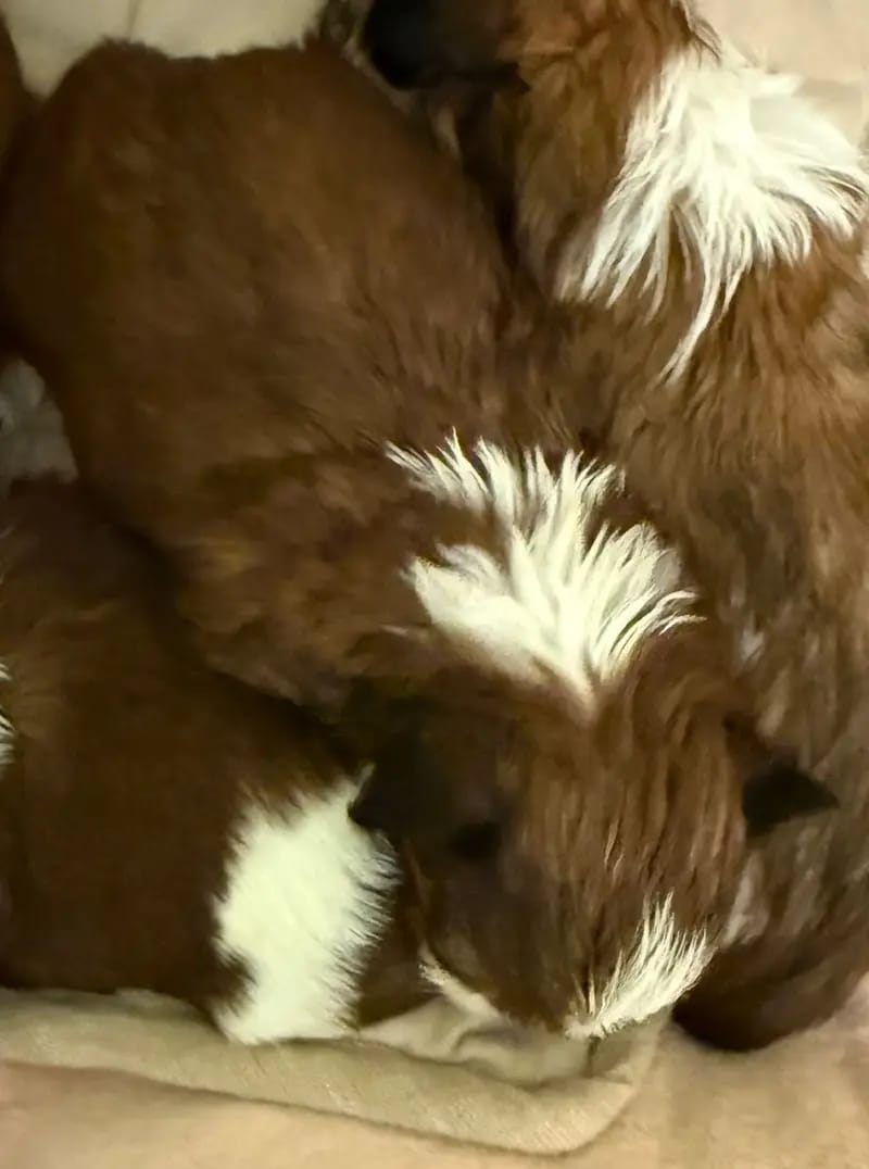 VDH Shih Tzu Zwinger hat wieder Welpen gallery image 2