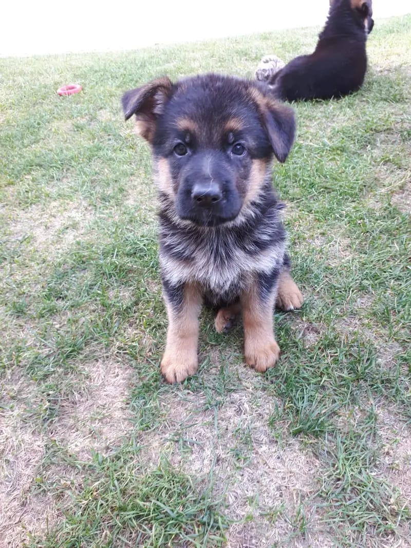 Zuchtstätte Deutscher Schäferhunde "vom Arkanum" gallery image 3
