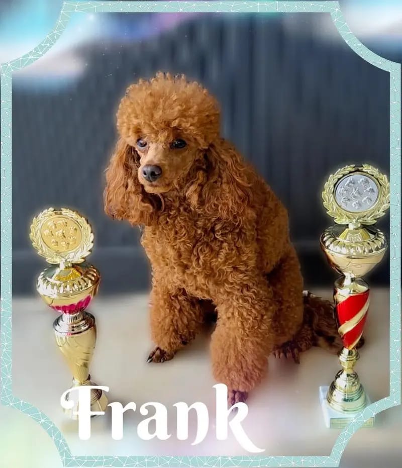Frank gallery image 2