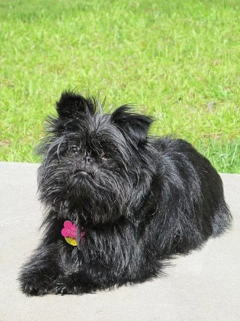 Affenpinscher – race de chien