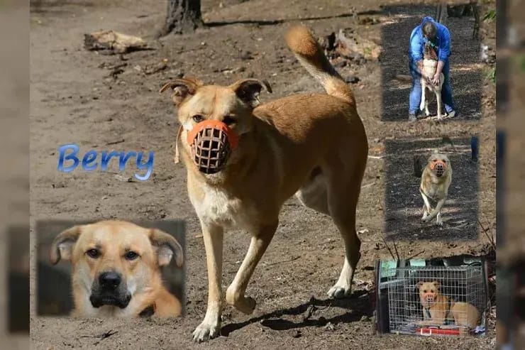 Berry gallery image 4