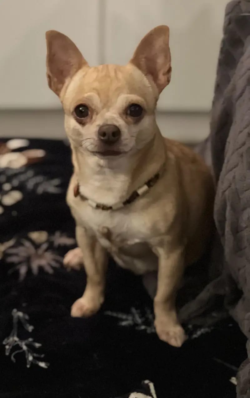 Chihuahuas von der grünen Wiese gallery image 3