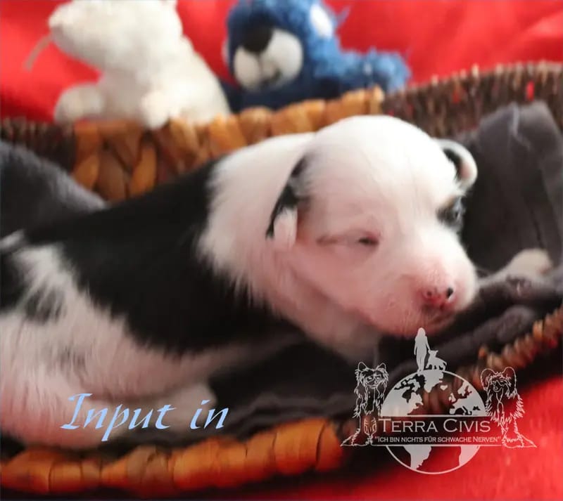 Input – Chinese Crested Dog Welpe – Bild 2