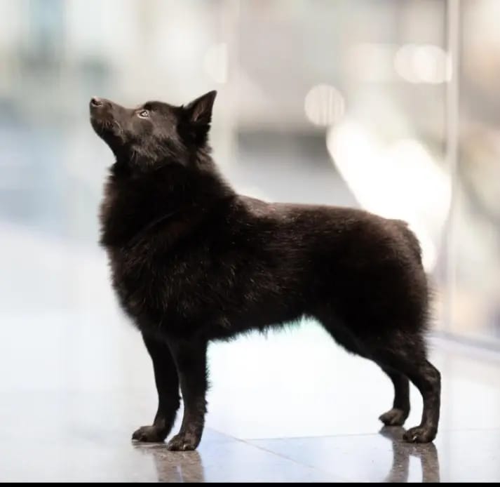 Black Star Schipperkes A Tribute gallery image 2