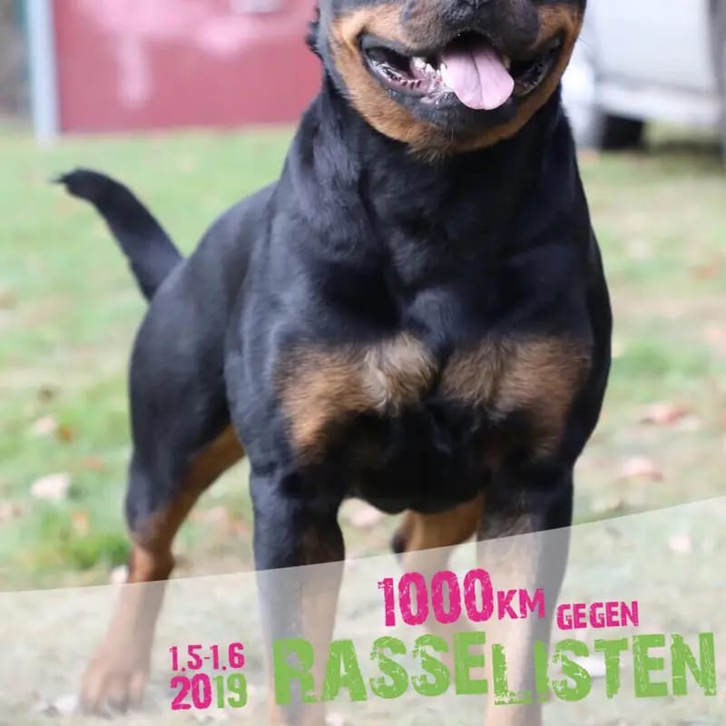 Rottweilerzwinger vom Weiltal gallery image 3