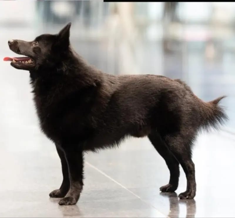Black Star Schipperkes gallery image 3