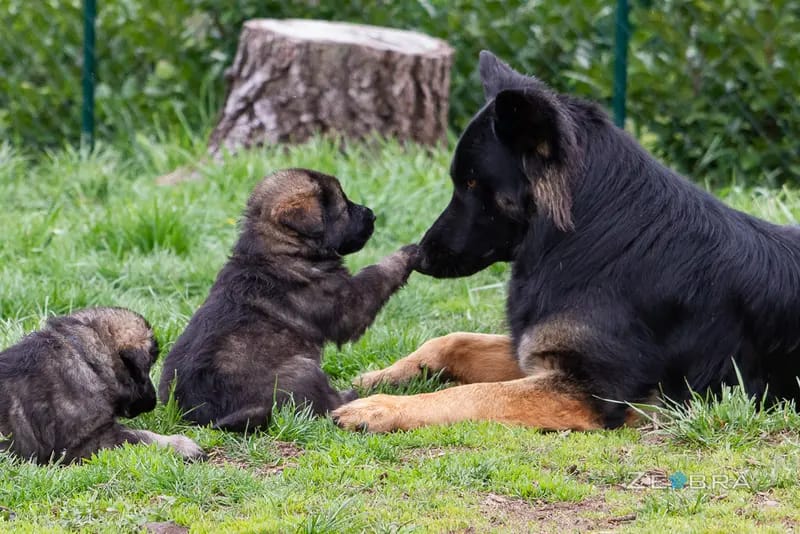 Zuchtstätte Dt. Schäferhunde "of Wolfcubs" gallery image 2