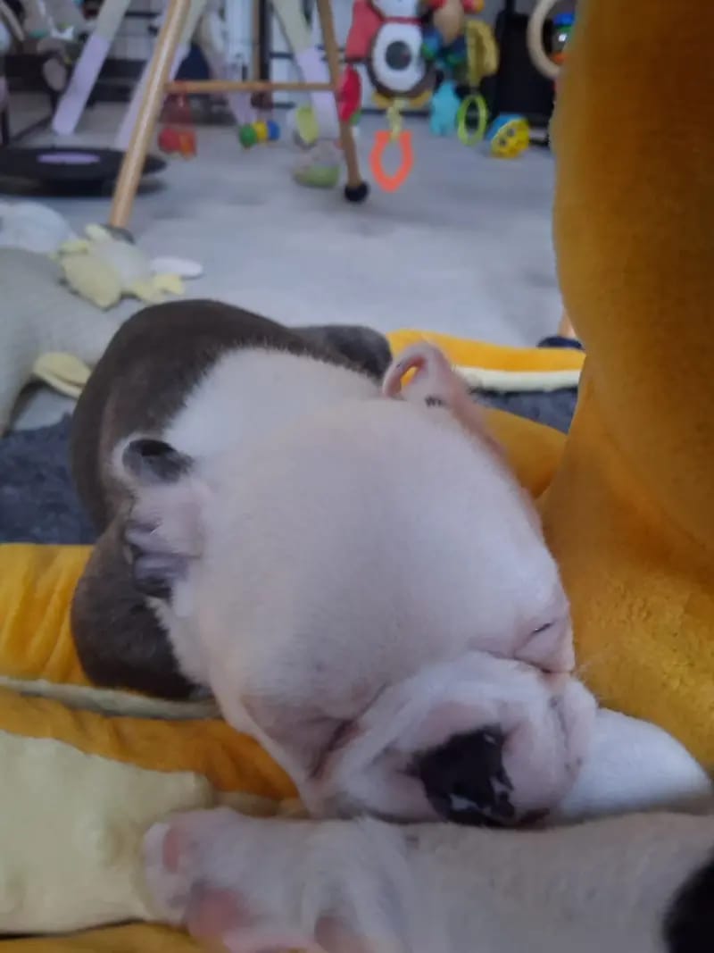 Ash – Boston Terrier Welpe – Bild 4