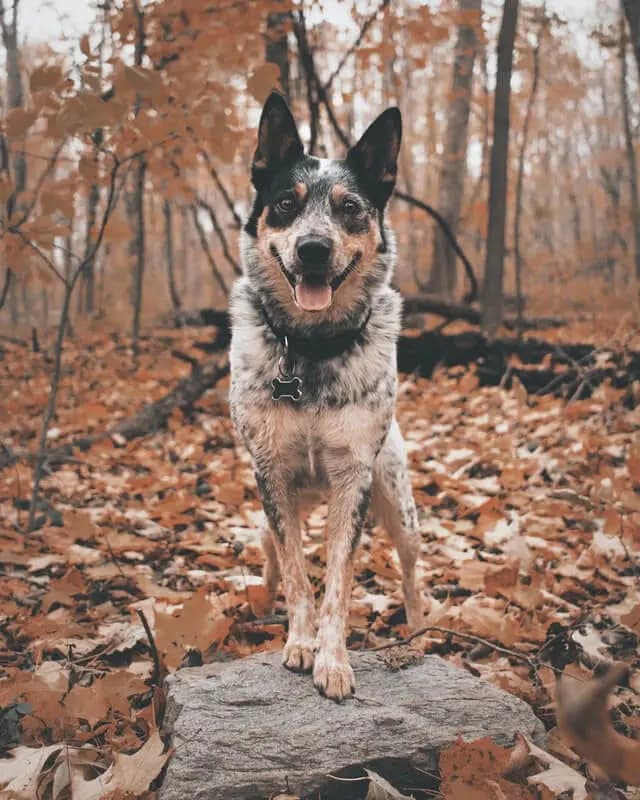 Australian Cattle Dog – hunderace