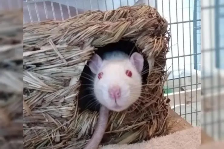 4 Ratten gallery image 3