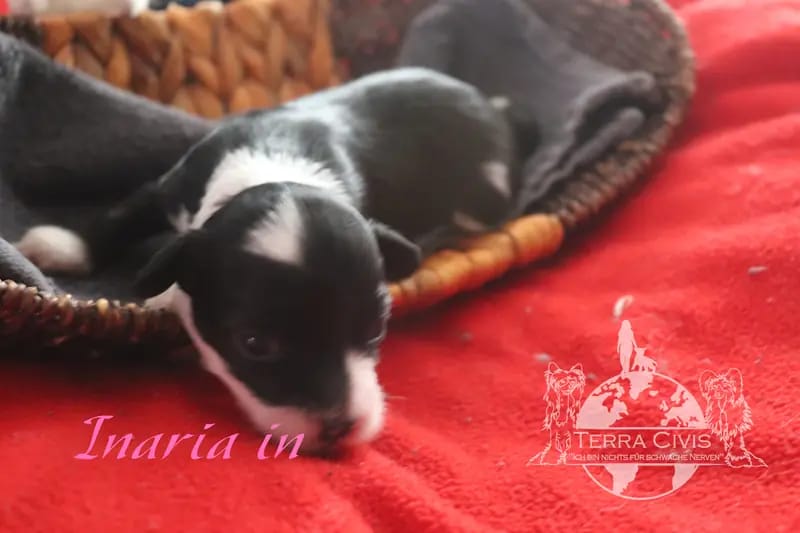 Inaria – Chinese Crested Dog Welpe – Bild 3