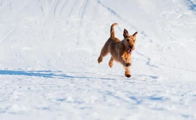 Irish Soft Coated Wheaten Terrier – hunderace