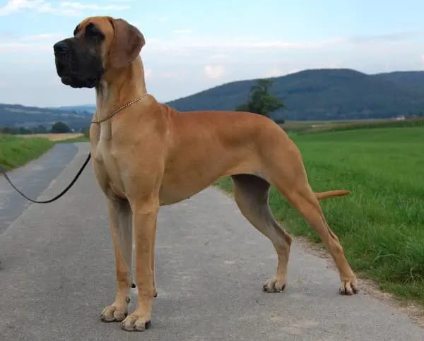 Deutsche Doggen von Borchers` Hoff gallery image 2