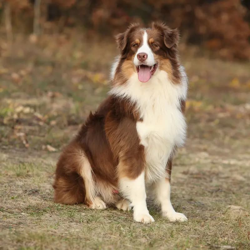 Australian Shepherd – hunderace