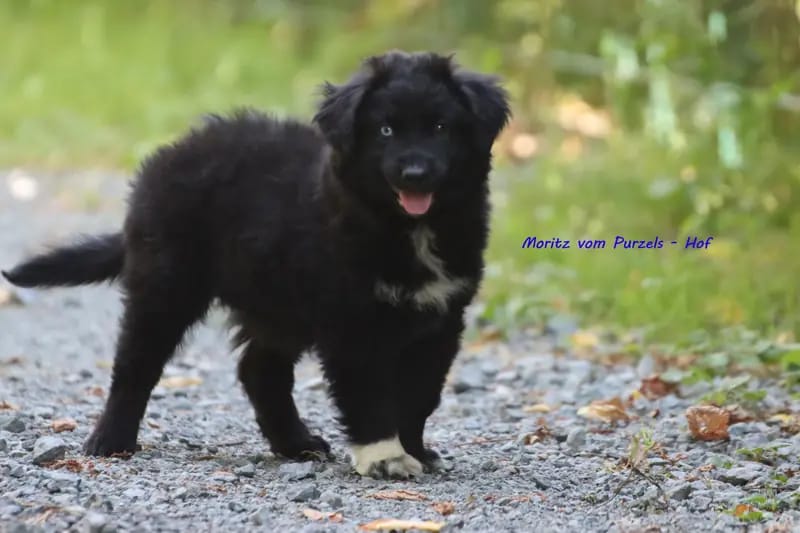 Moritz – щенок Australian Shepherd – Фото 3