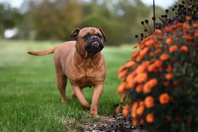 Bullmastiff – hunderace