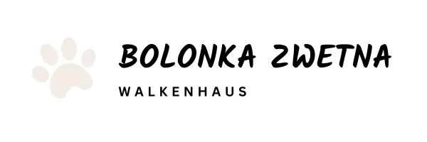 Quirina – Bolonka Zwetna (Nationale Rasse) Puppy – Photo 2