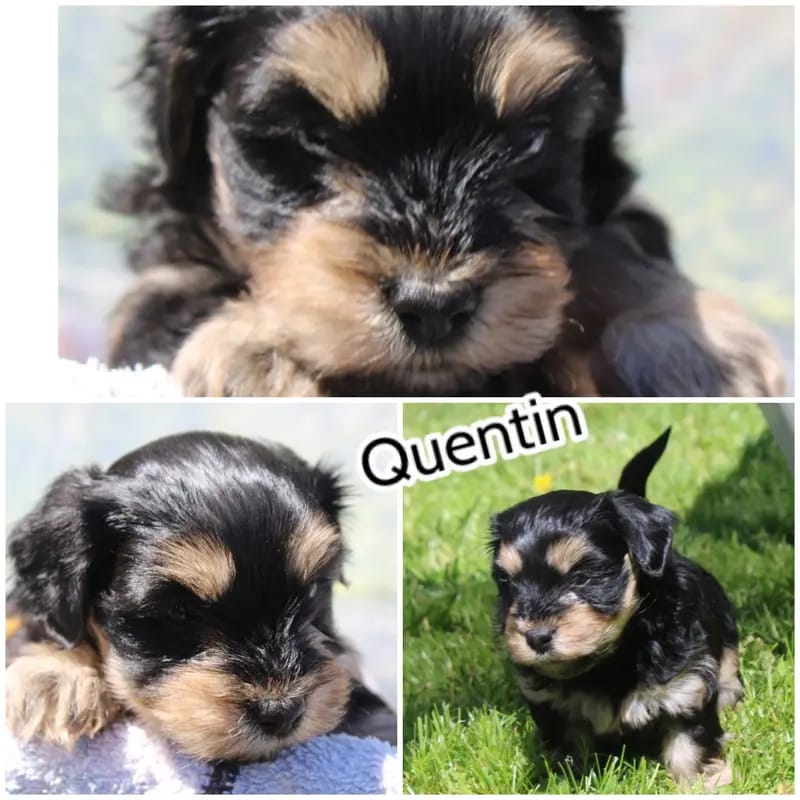 Quentin gallery image 4