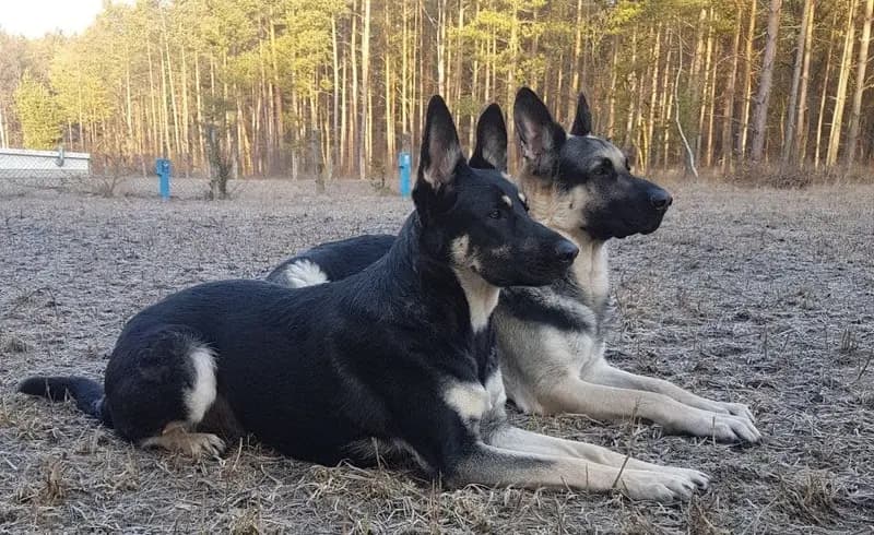 Østeuropæisk hyrdehund – hunderace