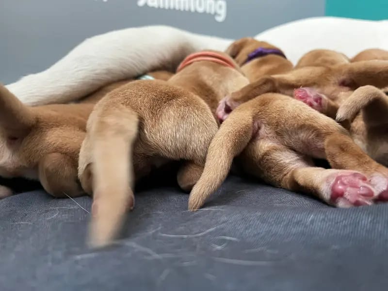 Dream of Ambers Donut gallery image 3