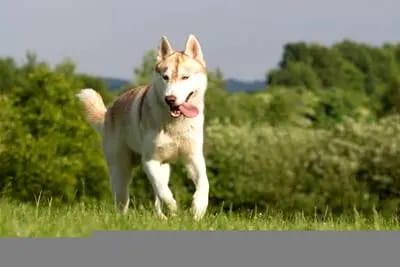 Of-white-Eternity Huskys gallery image 2