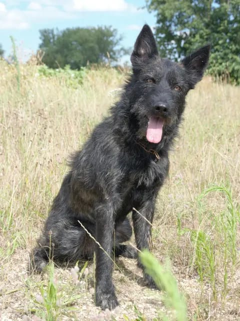 Bouvier des Ardennes Zuchtstätte Hasenhirsch gallery image 3