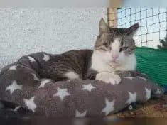 BUDDY 231838 gallery image 4