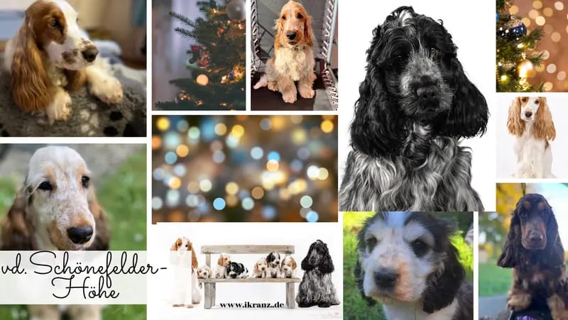 Hundezucht vd Schönefelder Höhe gallery image 4