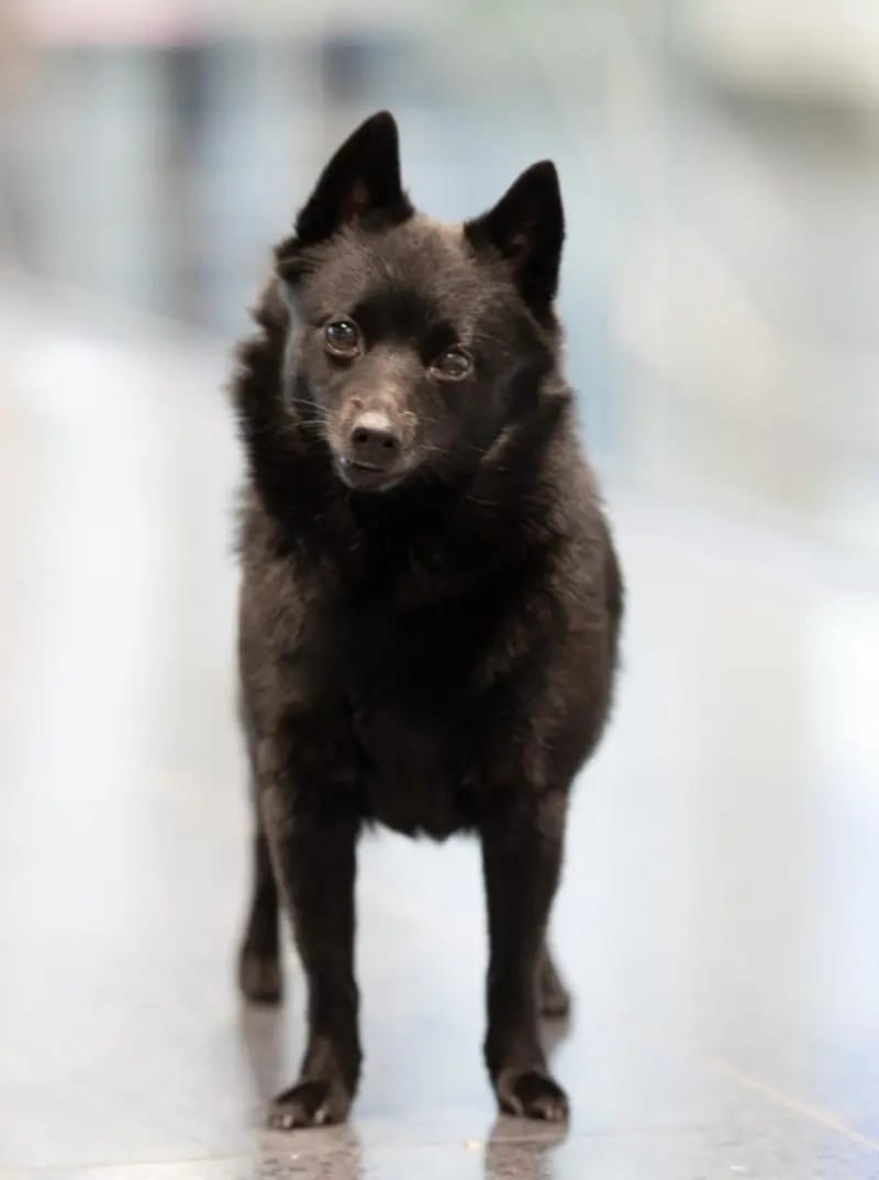 Black Star Schipperkes gallery image 4