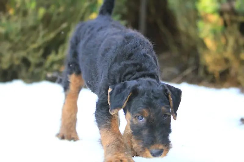 Airedale Terrier - Welpen – Chiot Airedale Terrier – Photo 4