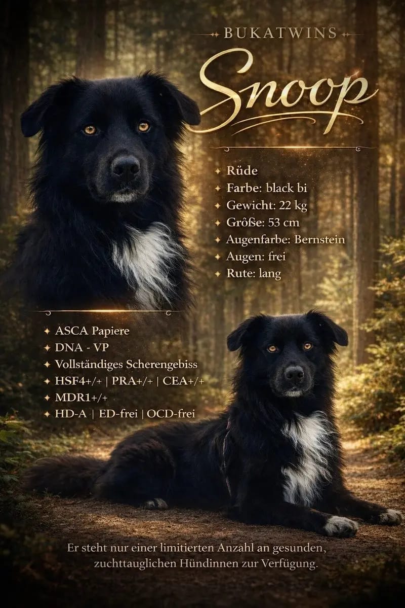 Snoop gallery image 2