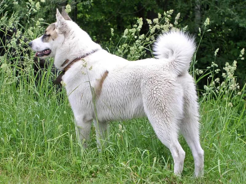 Vestsibirisk laika – hunderace