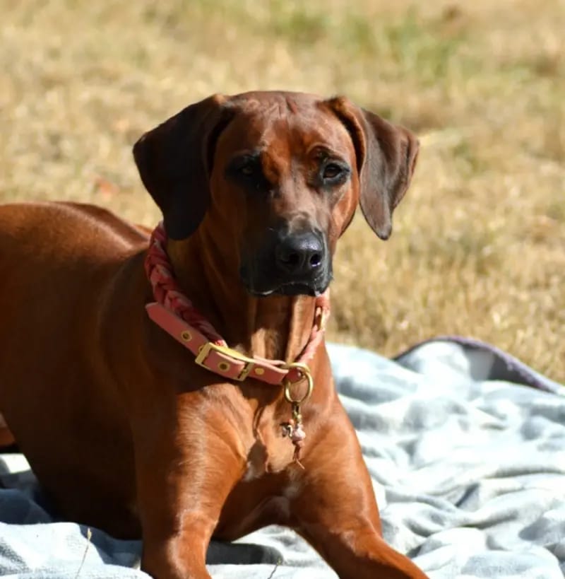 Lina-Joy from Rhodesian Spirit gallery image 4