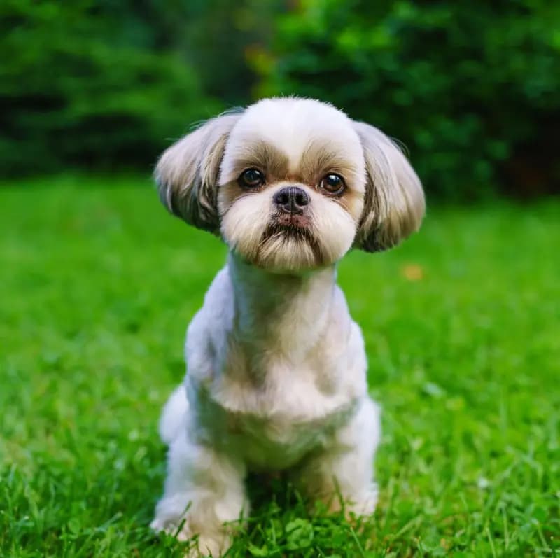Shih Tzu – hunderace